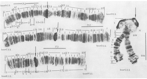 Fig. 1: Karyotype of Chironomus borokensis. From Kiknadze et al. 1991. Mapping above chromosome after Maksimova 1976, under chhromosome after Keyl 1962.